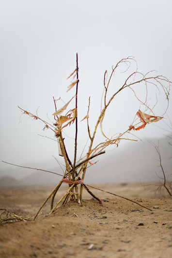 Black Garden (Gathered Twigs), 2009